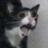 The crying cats 26