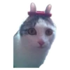 Weird cats 25