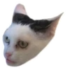 Weird cats 27