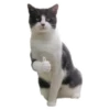 Weird cats 28