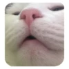 Weird cats 29