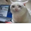 The crying cats 29
