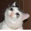 The crying cats 30