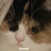 Aaaa — 5