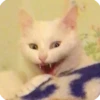 kitty 8