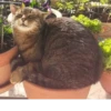 Aaaa — 7