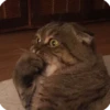 kitty 9