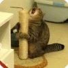 kitty 10