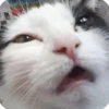 kitty 11