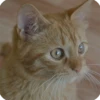 kitty 13