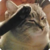 kitty 14