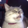 kitty 15