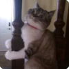 kitty 16