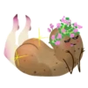 Potato 14