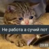 The crying cat 7