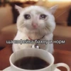 The crying cat 8