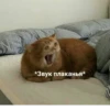 The crying cat 9