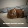 The crying cat 10