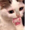 The crying cat 11