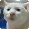 kitty 18