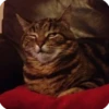 kitty 19