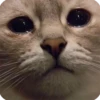kitty 21