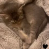 Kitty :: 18