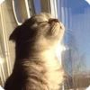 kitty 23