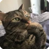 kitty 24