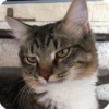 kitty 25