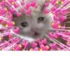 The crying cat 17