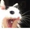 The crying cat 19