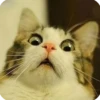 kitty 26