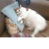 The crying cat 21