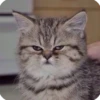 kitty 27