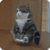 kitty 28