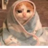 The crying cat 23