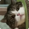 kitty 30