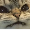 Aaaa — 28