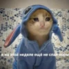 The crying cat 24
