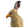 Strange Animals 6