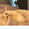 @stikercfortg :: 7