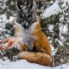 ~TINY_BUNNY~ 11