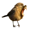 Strange Animals 12