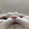 @stikercfortg :: 13