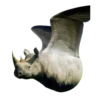 Strange Animals 17