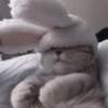 Кошачье настроение 6