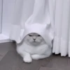 Кошачье настроение 7