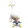 Three hundred ducks 5