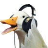 Three hundred ducks 8